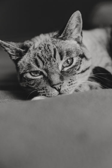 tabby cat in black and white