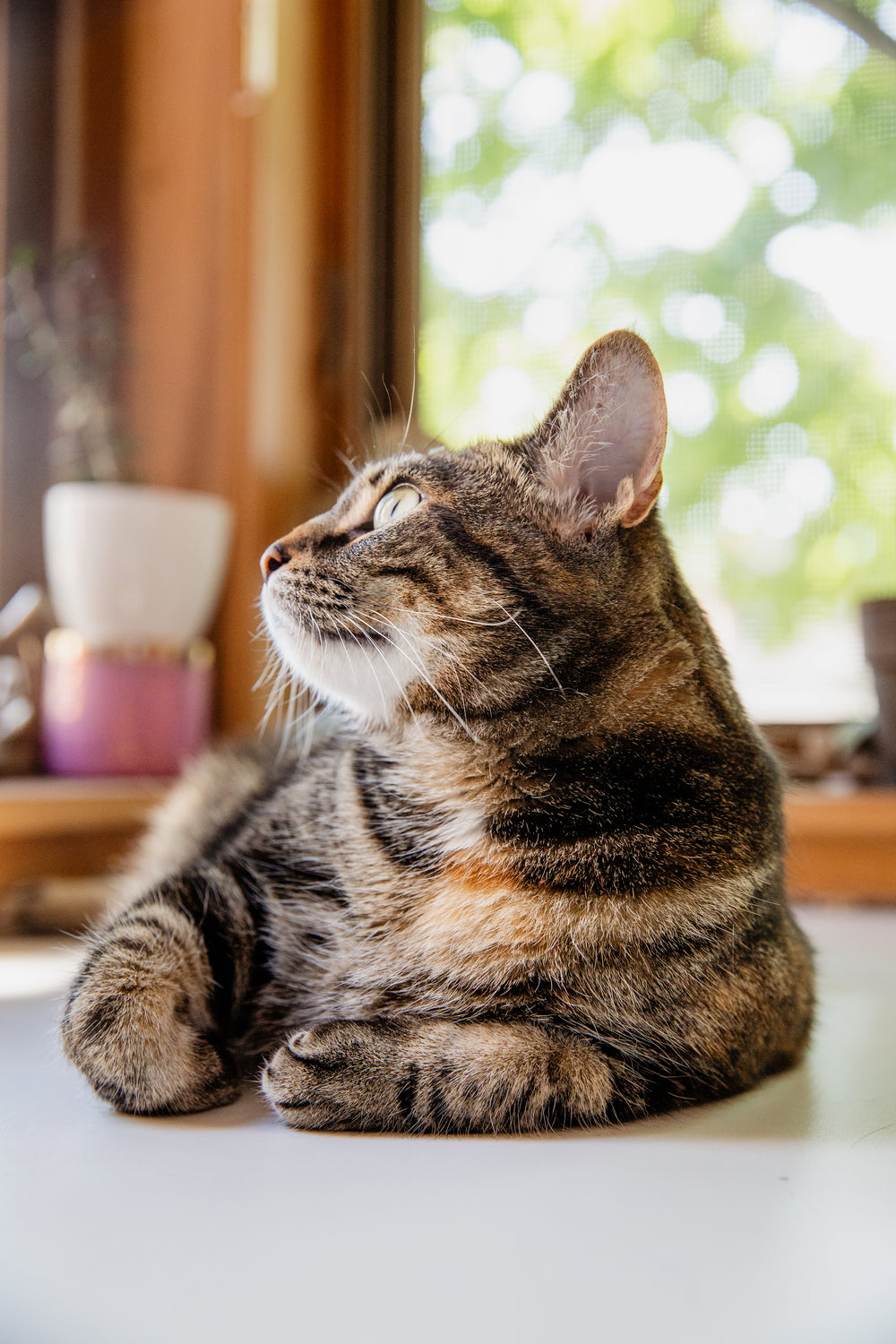 tabby cat sits on table looking out window