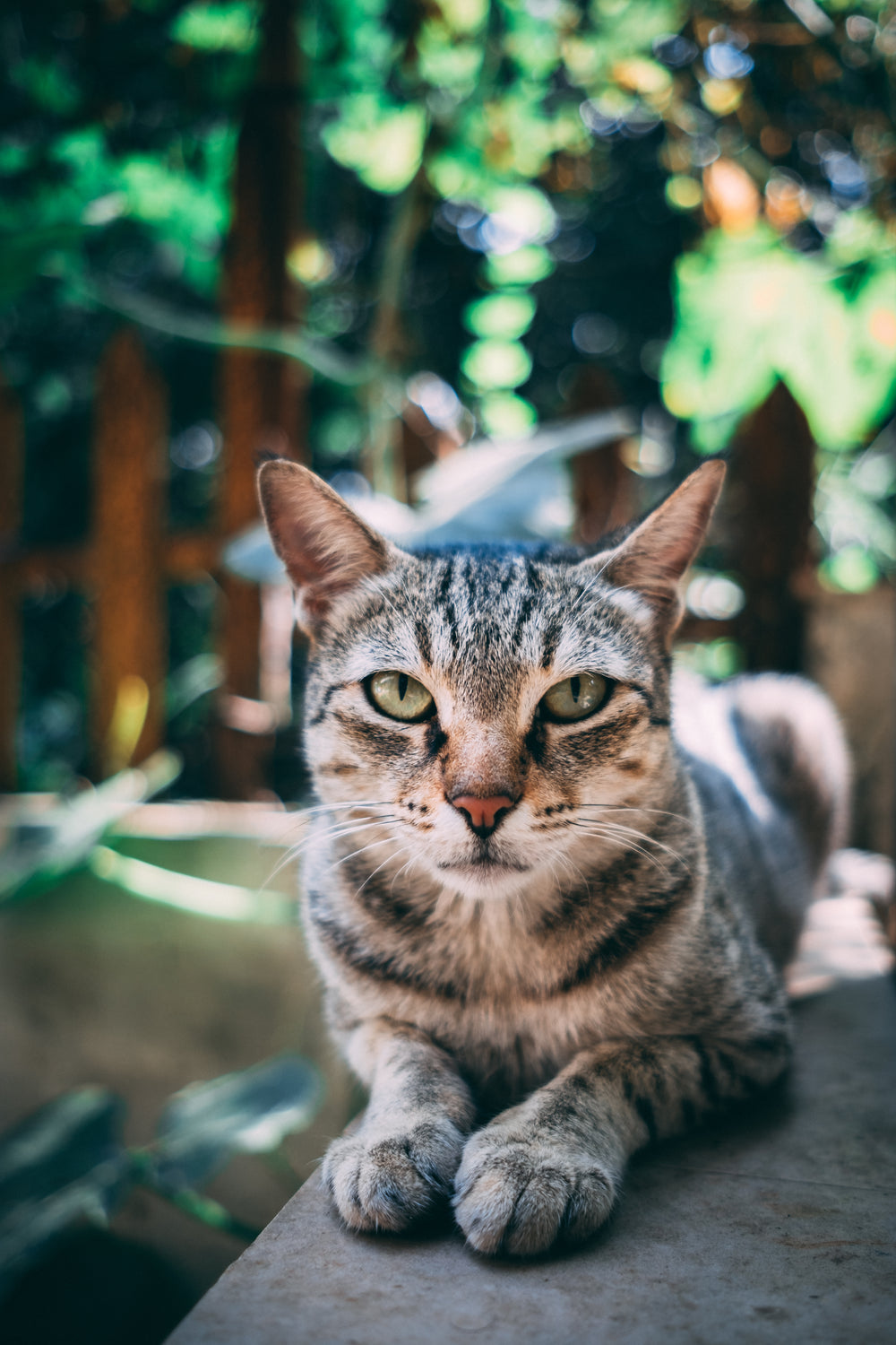 tabby cat stares intently