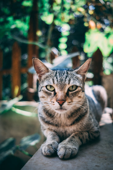 tabby cat stares intently