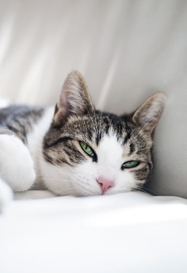 tabby cat with luminous green eyes