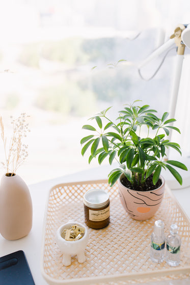 table with potted plant and small items