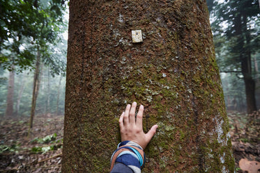 tagged tree