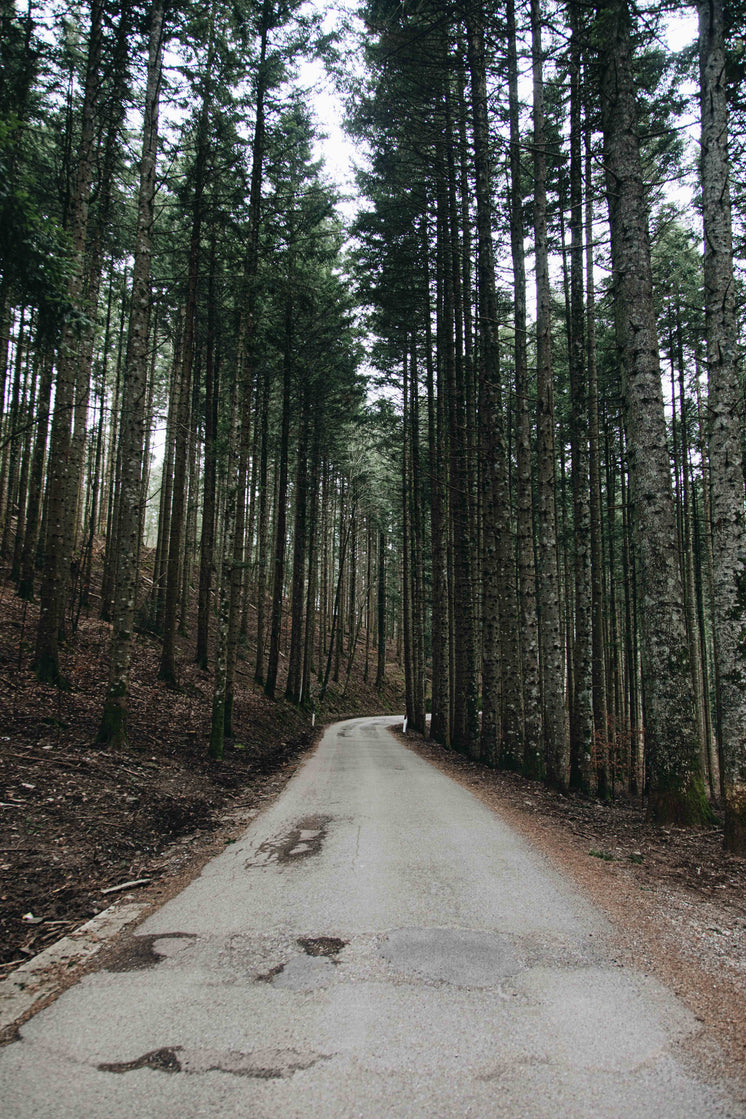 take-the-forest-road.jpg?width=746&format=pjpg&exif=0&iptc=0