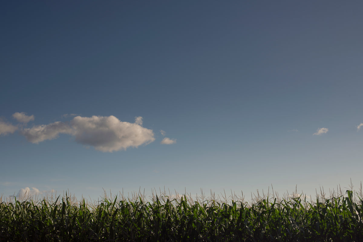 tall corn stocks against a blue sky