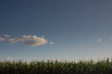 tall corn stocks against a blue sky