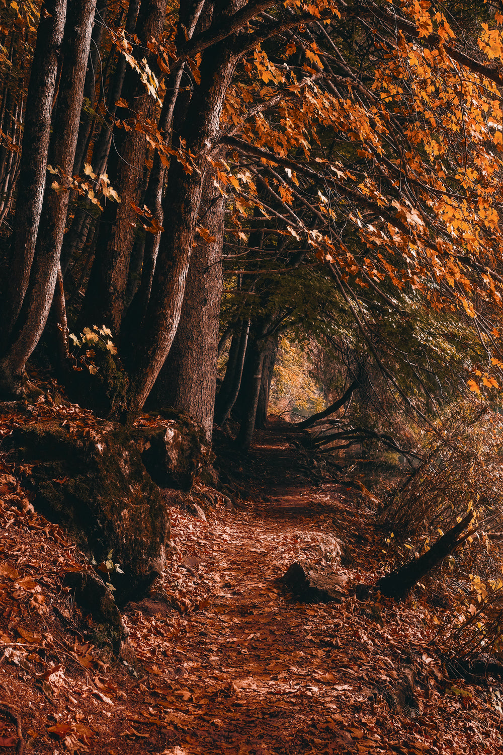 tall fall trees with a leaf covered path in brown and yellow