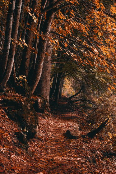 tall fall trees with a leaf covered path in brown and yellow