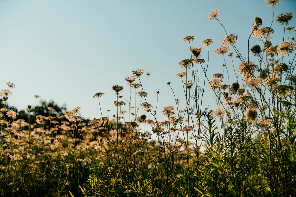 tall field plant growth