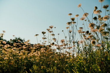 campo com plantas