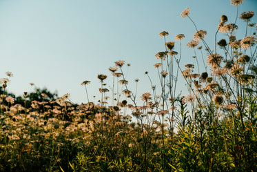 tall field plant growth