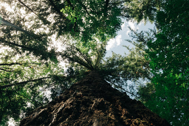 tall forest trees from trunk