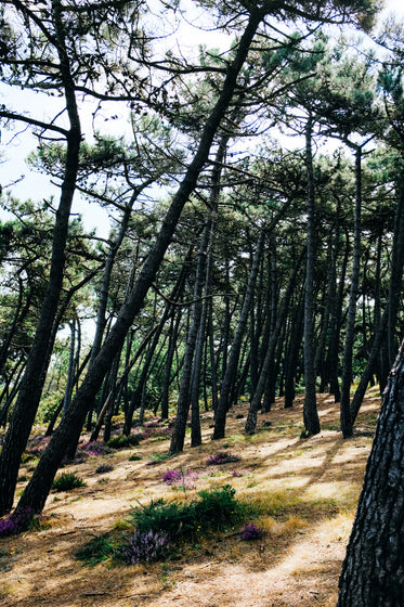 tall forest trees leaning to the right