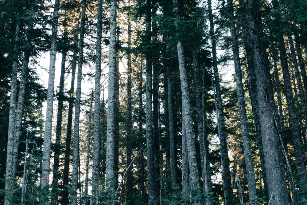 tall forest trees of oregon