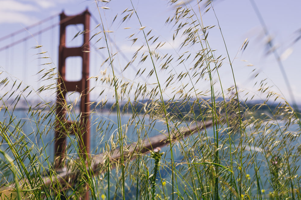 tall grass by golden gate