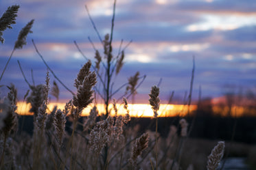 tall grass in winter meadow at sunset