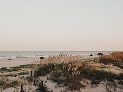 Tall Grass Near Sandy Beach