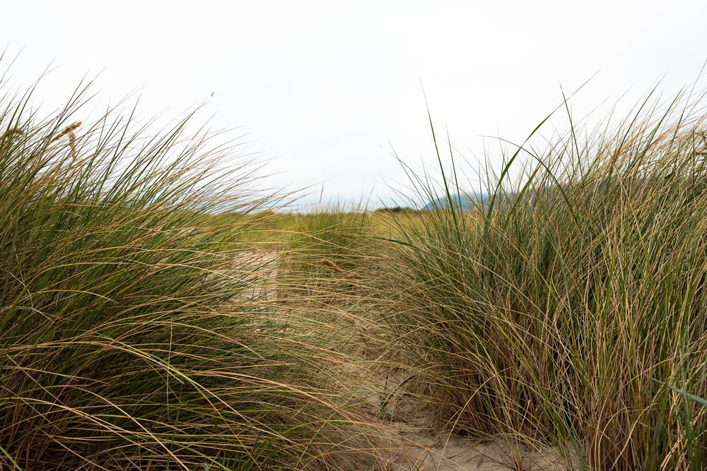 tall grasses by sandy beach