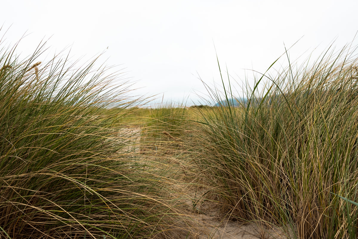 tall grasses by sandy beach