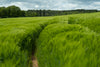 tall green grass blows in the wind above narrow path