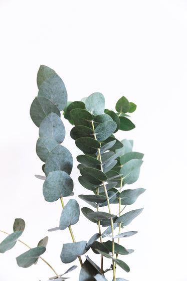 tall green plant on white background