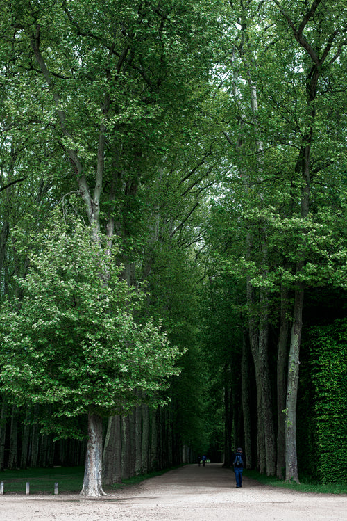 tall green trees stand along a path