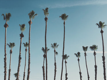 tall palm trees in the sun