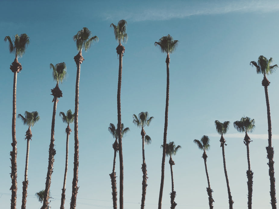 Free Tall Palm Trees In The Sun Image: Stunning Photography