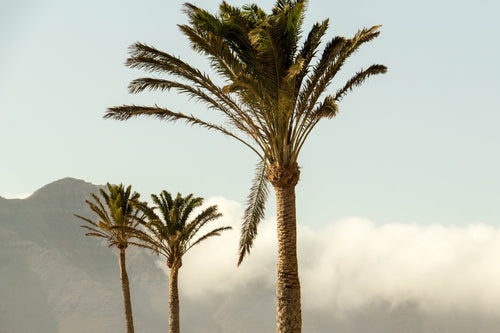 tall palm trees on mountain top