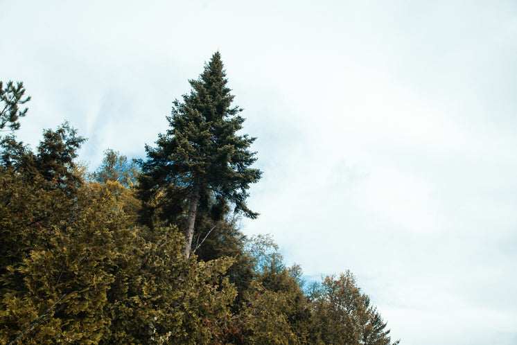 tall-pine-tree-in-forest.jpg?width=746&f