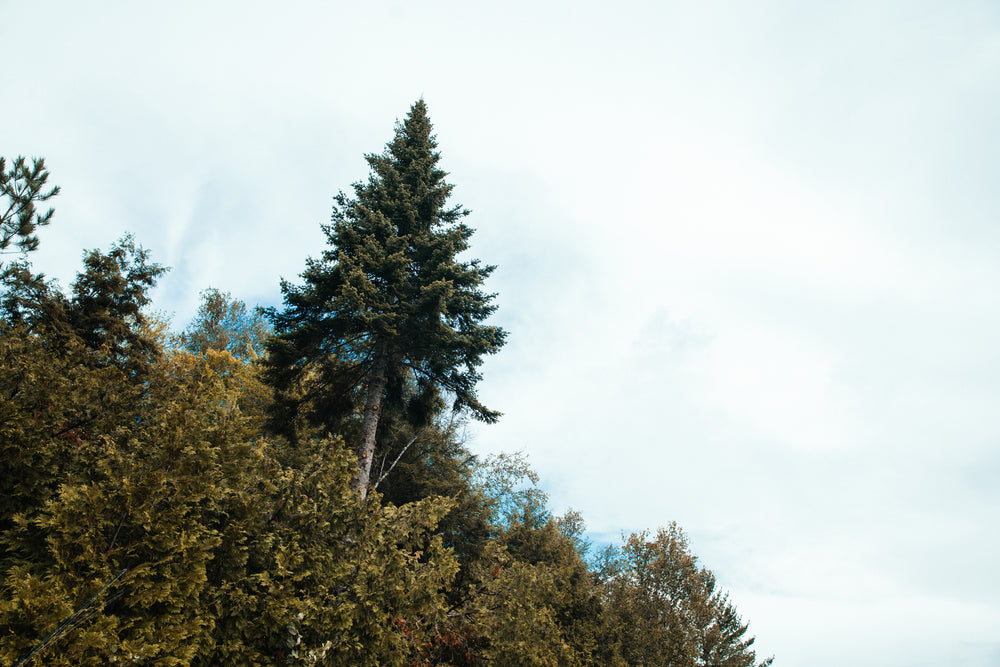 tall pine tree in forest