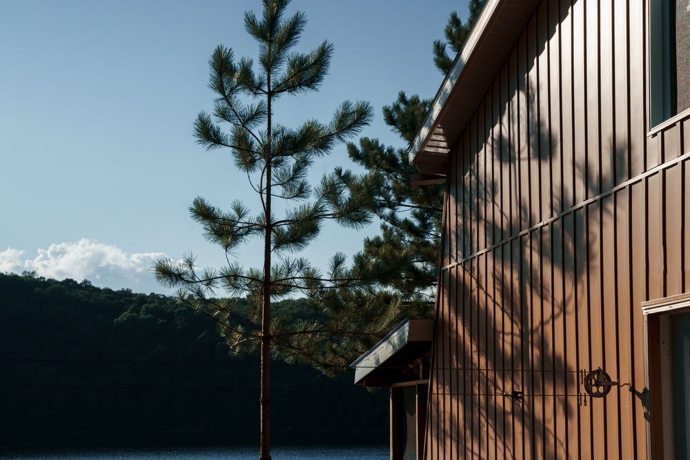 tall pines by cabin