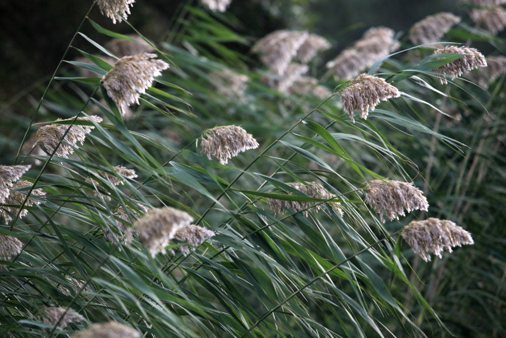 Tall Plants With Green Leaves And Fluffy Tops