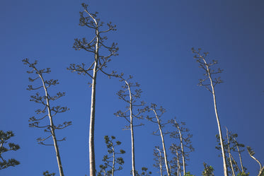 tall thin trees blue sky