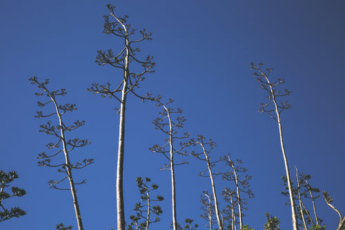tall thin trees blue sky