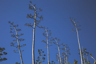 Free Stock Photo of Tall Thin Trees Blue Sky — HD Images