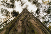close up de tronco de árvore alta