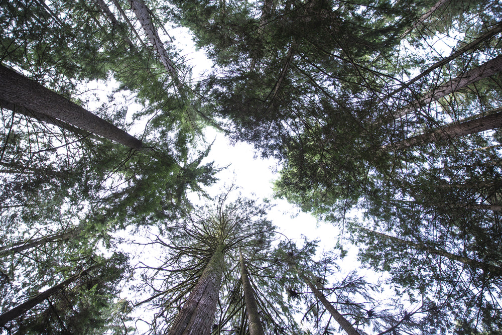 tall trees from below