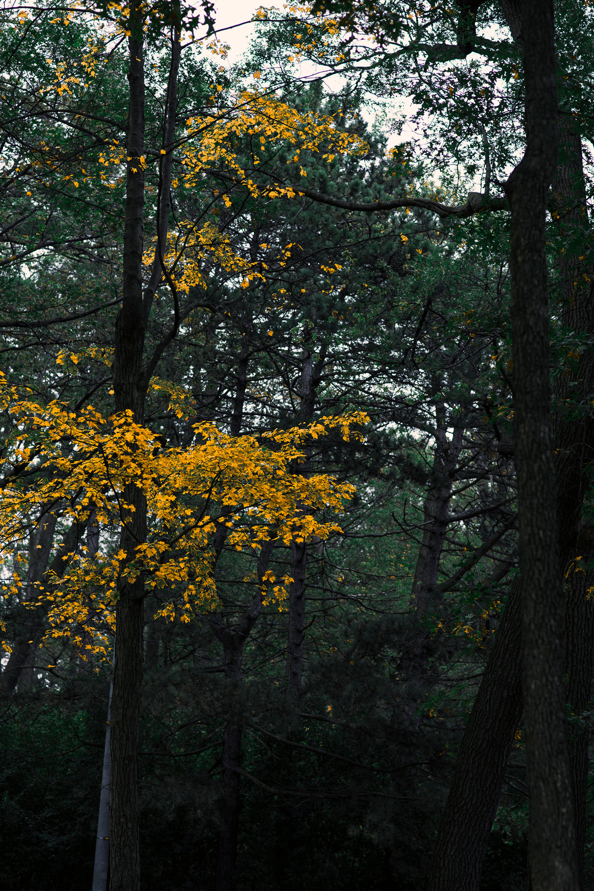 tall trees in autumn