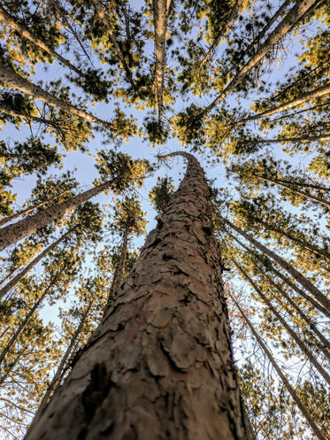 tall trees reach for blue sky