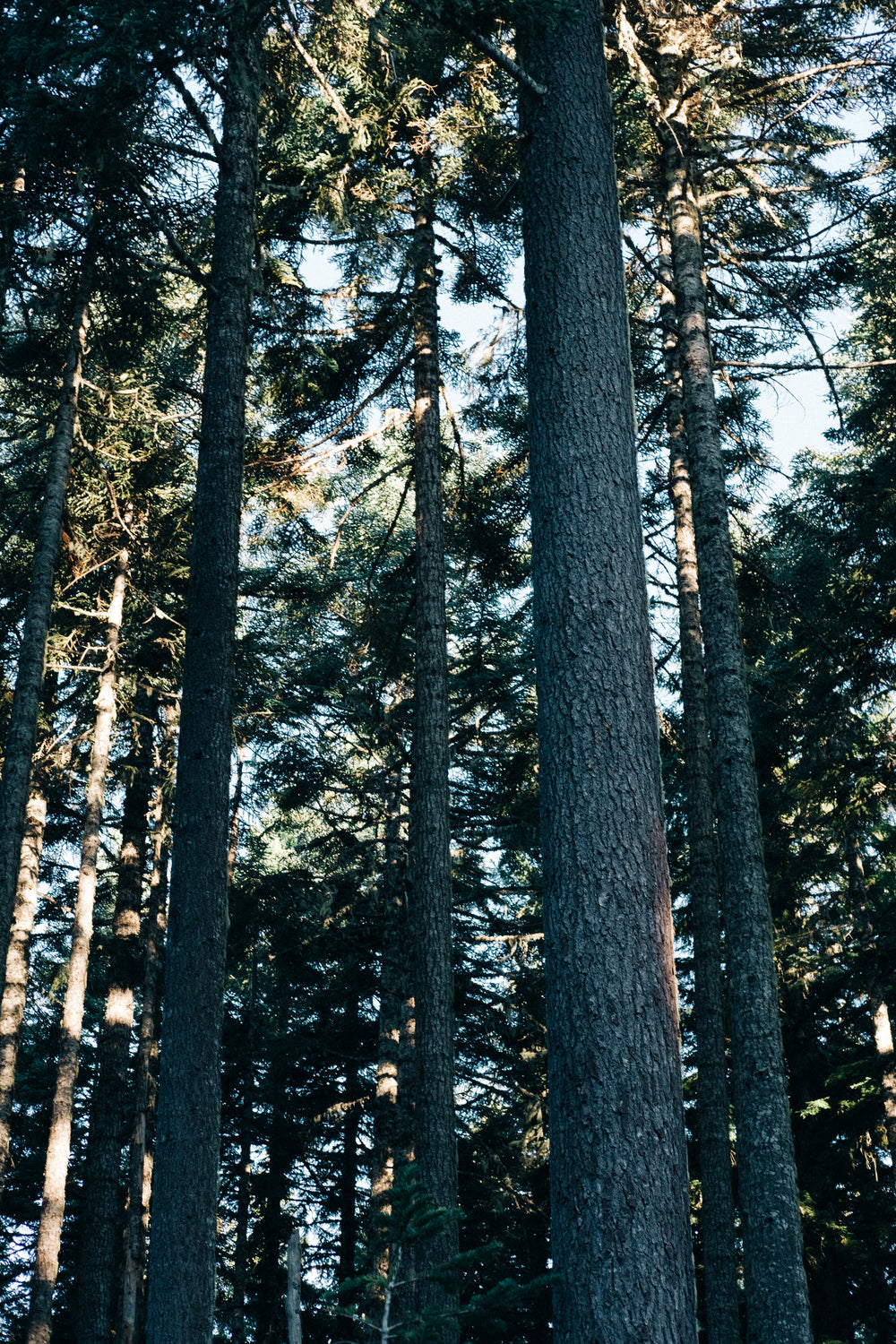 tall trees reach for sky and light