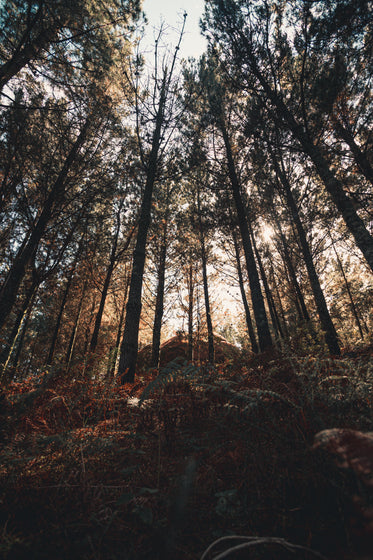 tall trees reach high against a setting sun