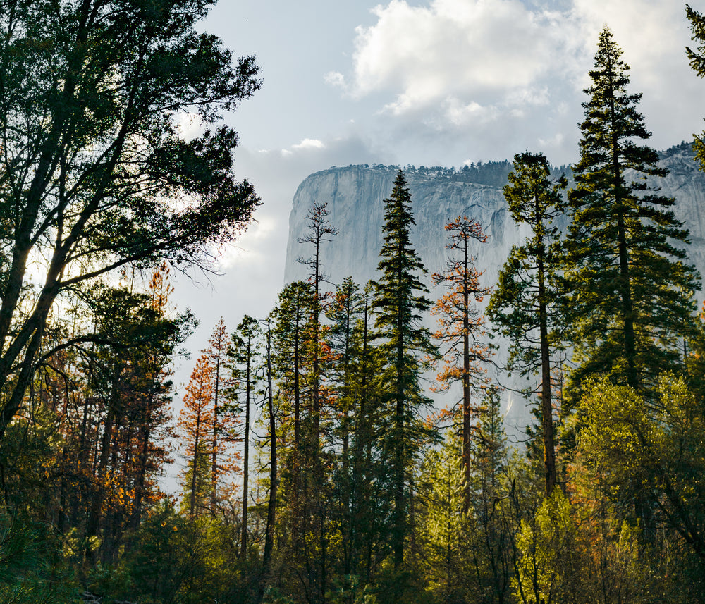 tall trees taller cliff