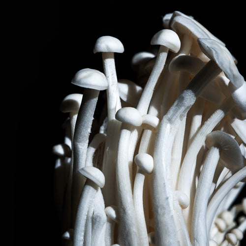 Tall White Enoki Mushrooms