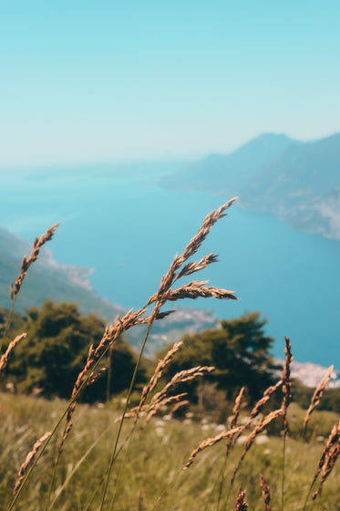 tall wild grass blows in the wind