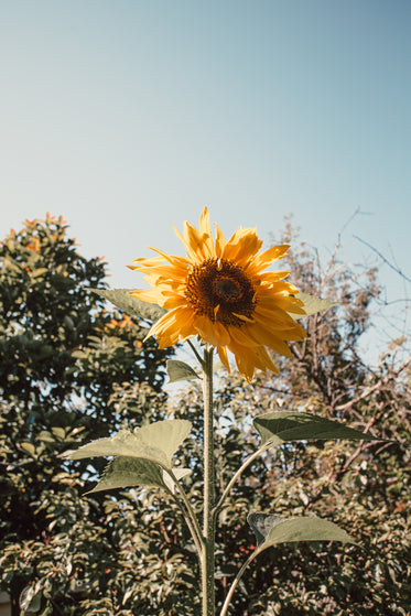 tall yellow sunflower below clear sky