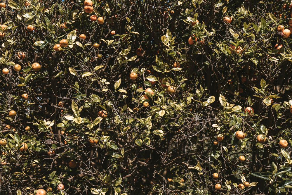 tangled branches of orange trees laden with fruit