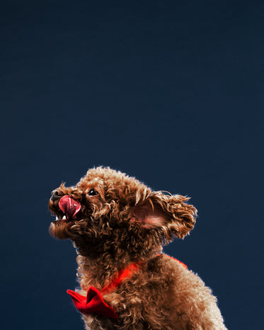 tasty treats for photos