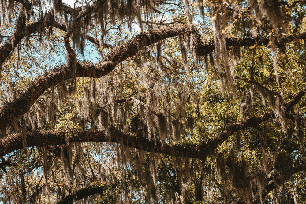 teal sky peeking through moss covered branches