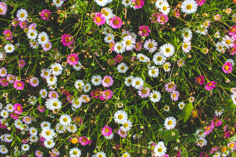 technicolor dandelions in a green field on a sunny day